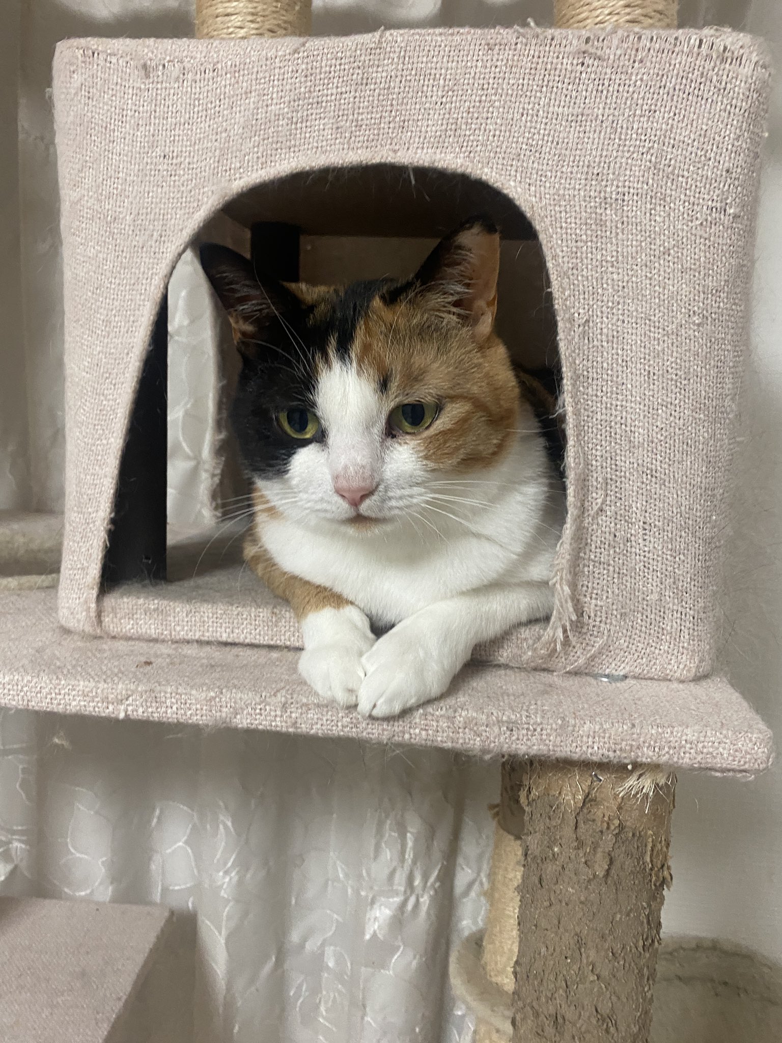 三毛猫様♡ありがとうございます♡ 猫がいる風景🐈 ＊ 三毛猫さん ちょっとたれ目のおすまし顔