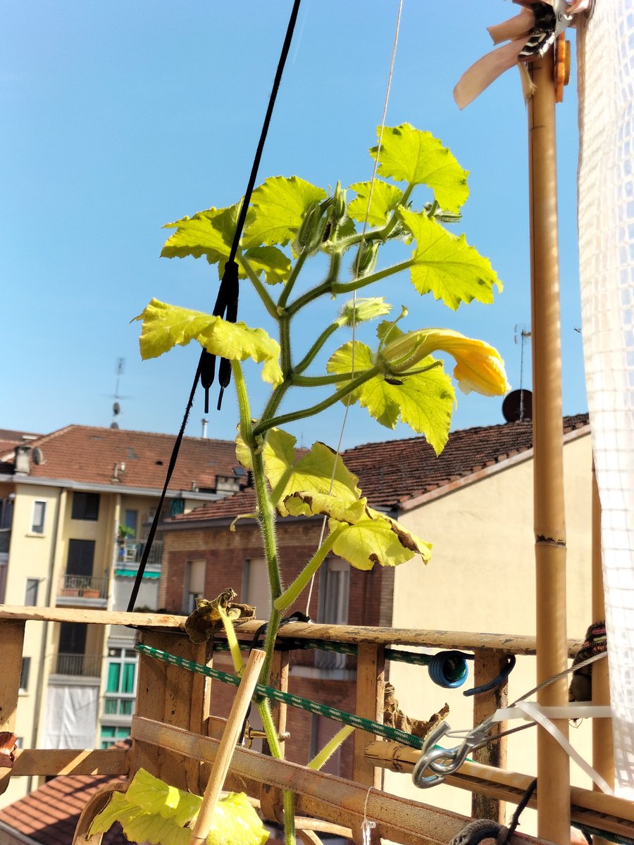 KatRinakor's tweet photo. #friday #friggi o non friggi 

Sono soddisfazioni 

#balconcino #fiori in #CITTA https://t.co/7DVwW2LBEN