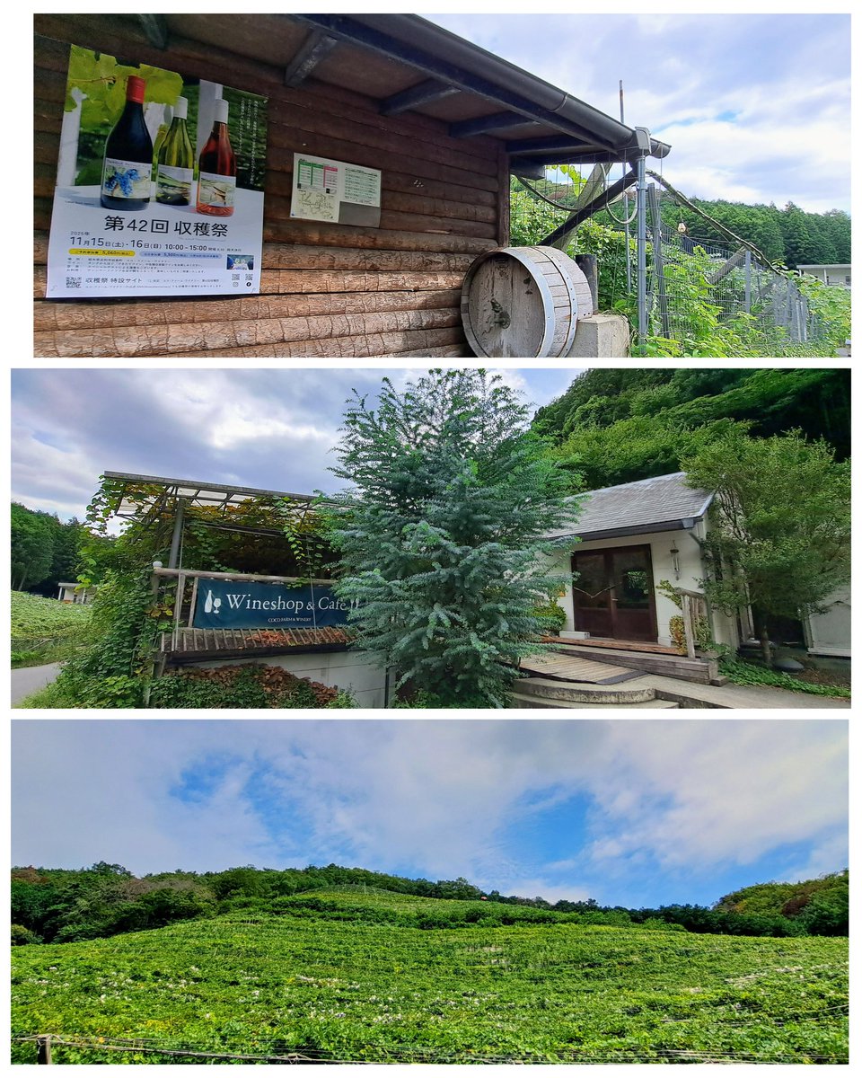 MShBcyk5z48UJqq's tweet photo. ココファームワイナリーへさんへ行ってきました。
ぶどう畑を眺めながら、乾杯🍷
有料テイスティングでワインとソフトドリンクを頂きました。
撮影:2025.9.15
#栃木の魅力を伝え隊 #とちぎきぶん
#日本ワイン #テイスティング #ココファームワイナリー #足利市
#cocofarmwinery #cocofarm #winery https://t.co/SyRvNHCdp6