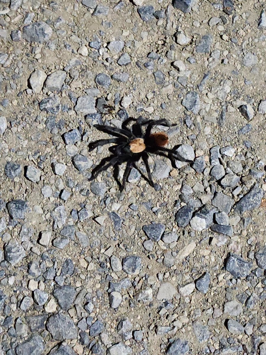 #gold $HSTR $HSTR.v $HSTXF

Came across this hairy friend at our Ana Paula project today 🕷 Drills are turning, and we’re making steady progress on site!