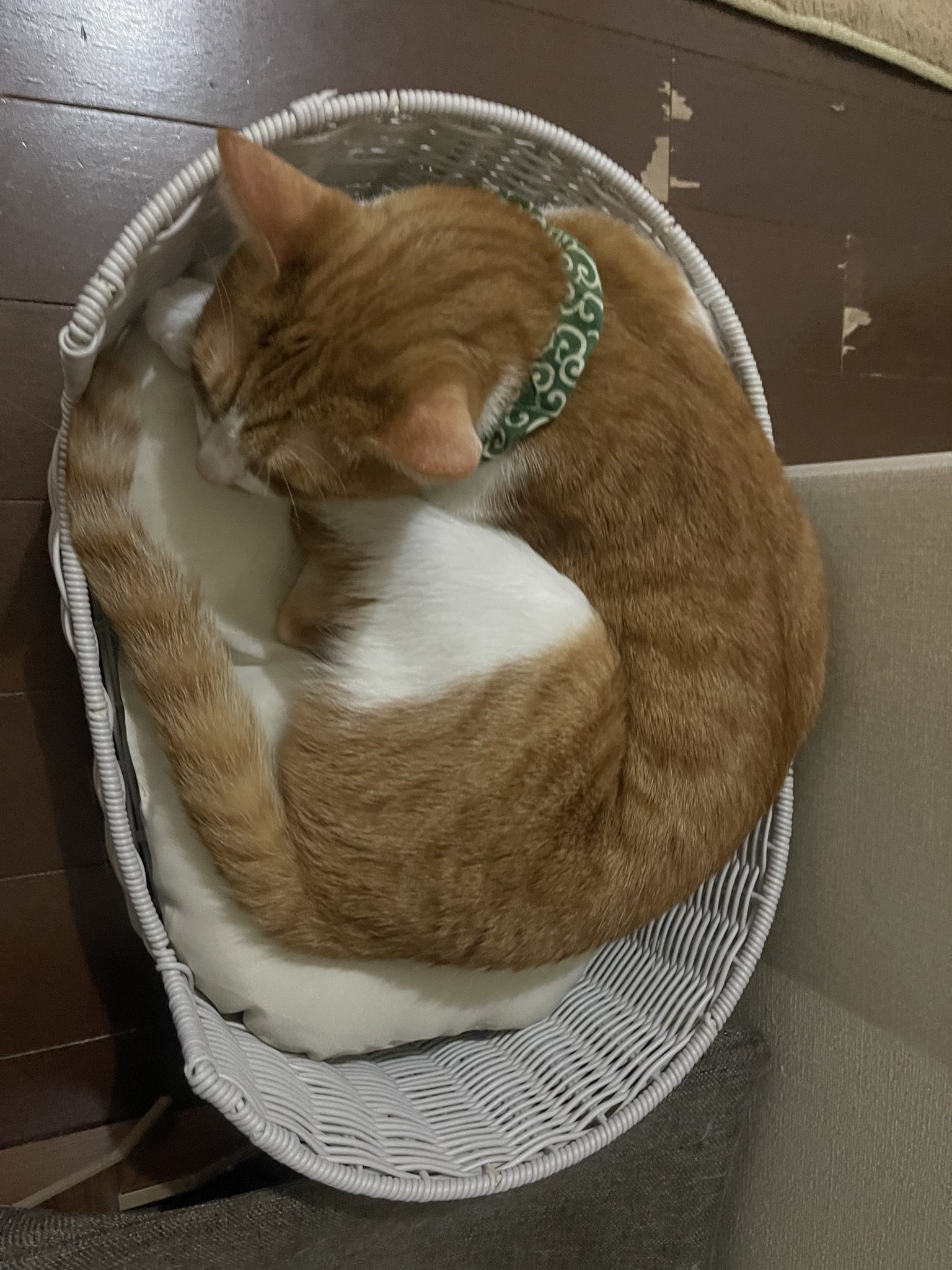ネコ ZAP CAT ぬいぐるみSサイズ【全4種】 – nipopo