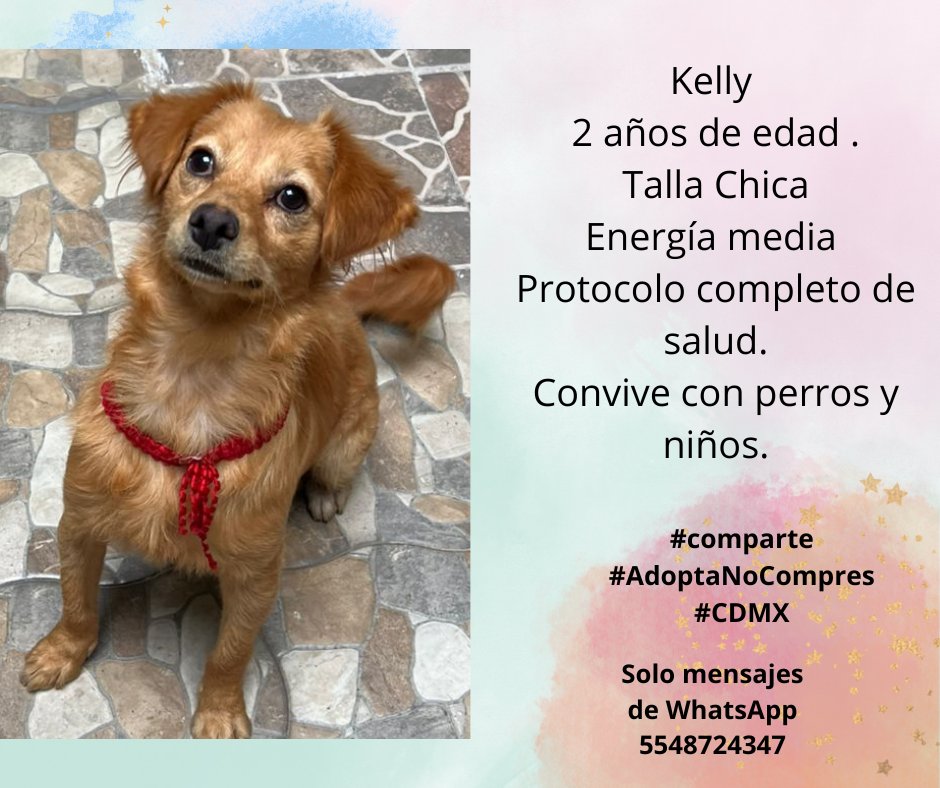 Kelly sigue en busca de una familia
Es súper bella 
Anímate 
#adopcionresponsable #comparte