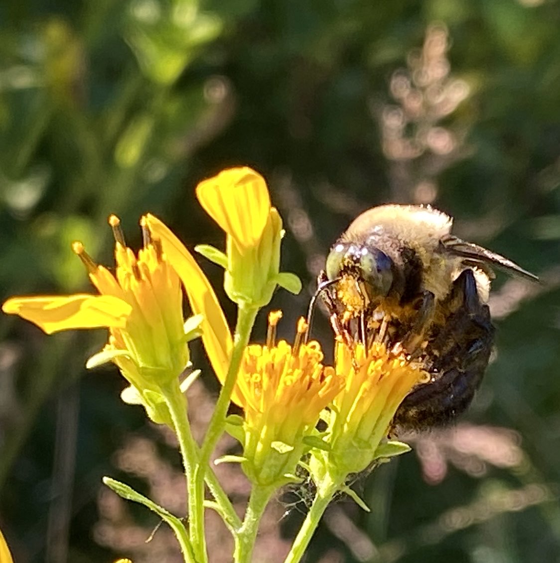 Bee enjoying the sunshine…🐝
