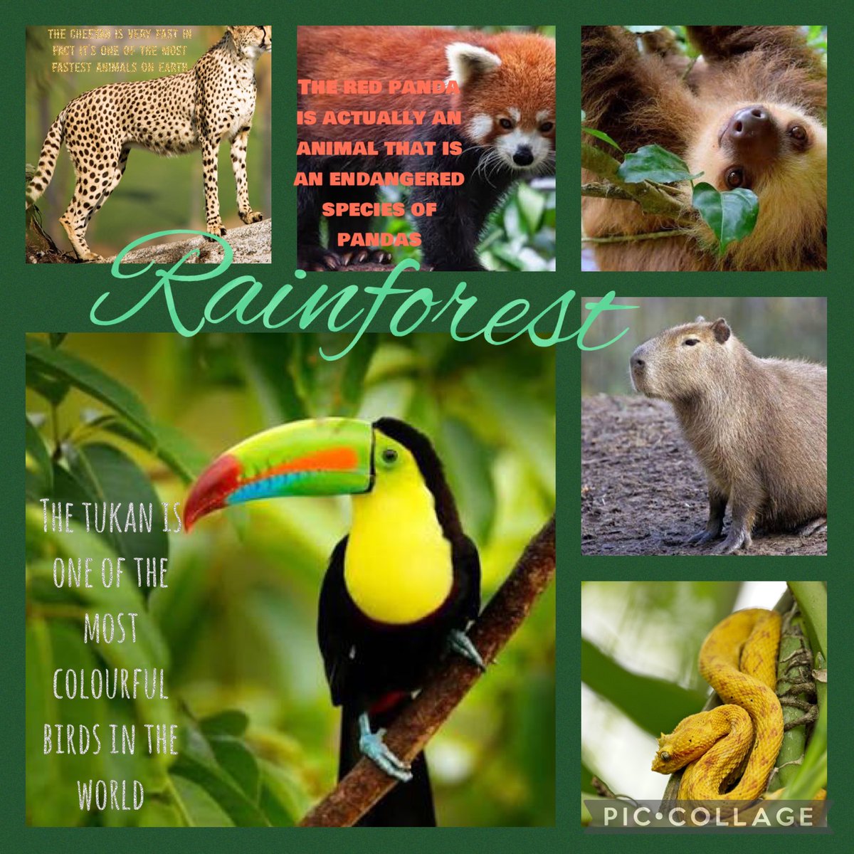 In Science, Year 4 used <a href="/PicCollage/">PicCollage</a> to create posters of different habitats found around the world <a href="/StMargarets_/">St Margaret's Anfield CE Primary</a>
