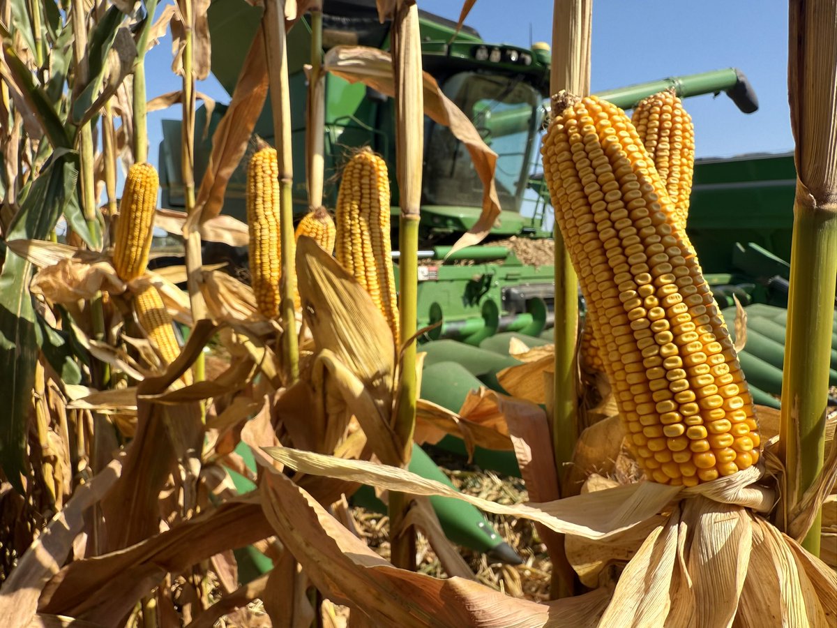 Dr_Fleck's tweet photo. Having a blast! #Harvest2025 https://t.co/9wQ7ZEXjTA