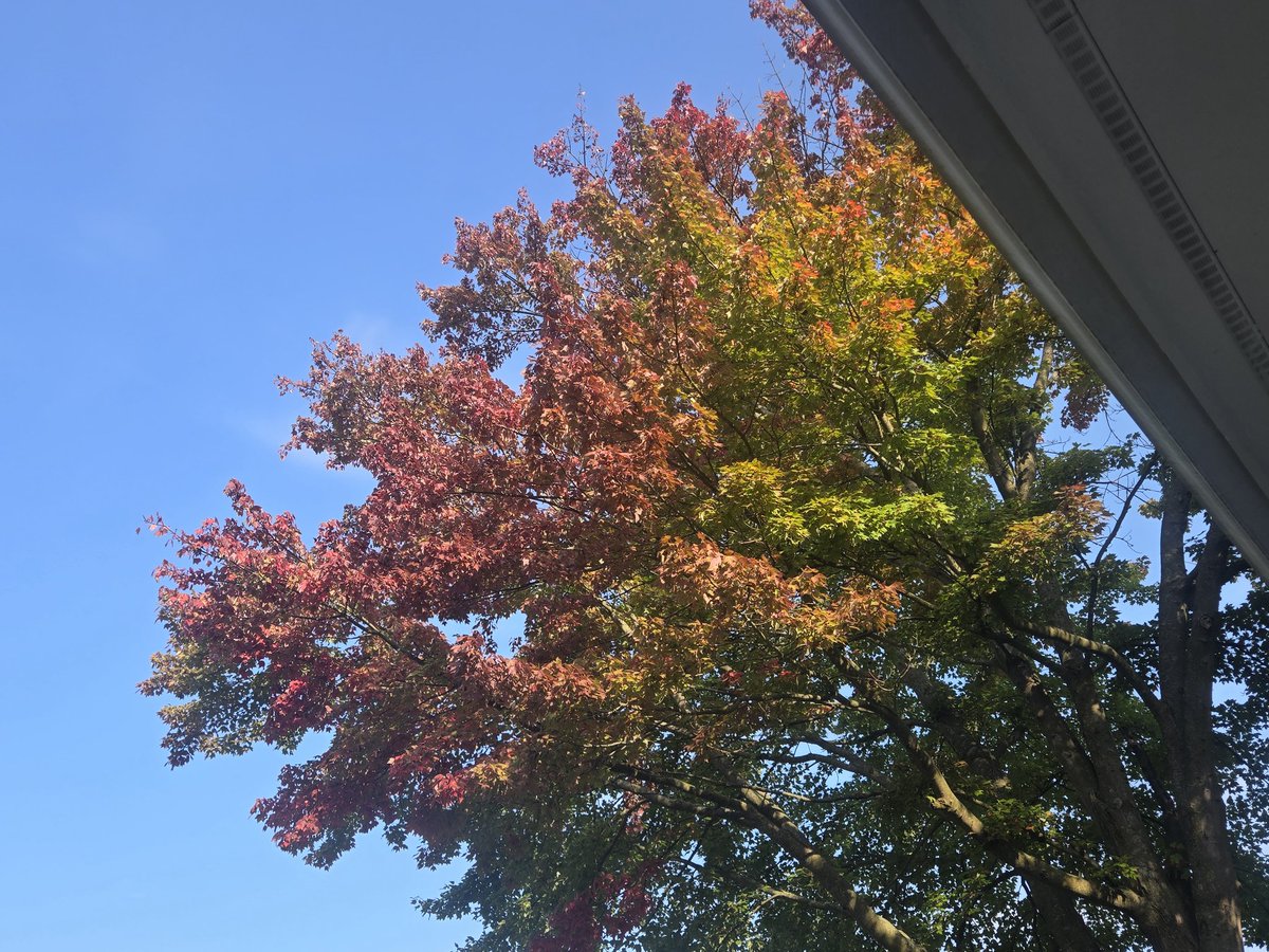 nsanelanetrain2's tweet image. Its that time of year. #Seasons #FallFeeling