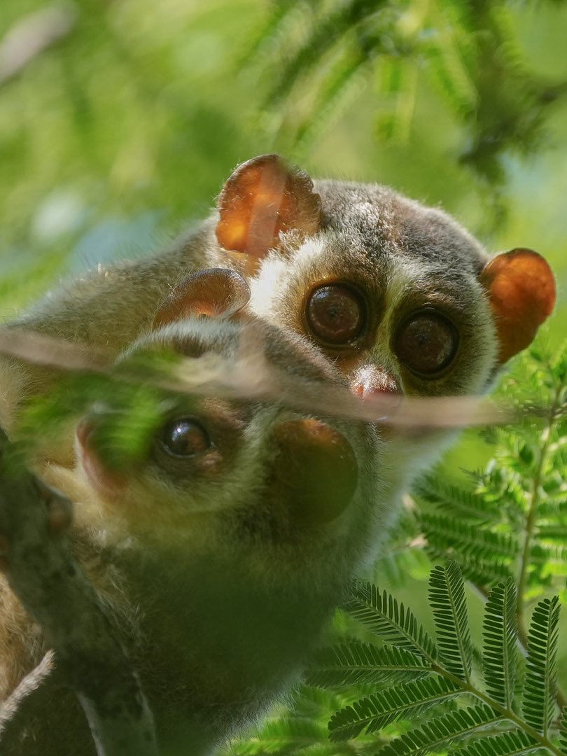 Big watchful eyes of the Mother and tiny curious eyes of the baby Slender loris - a heartmelting sight from India's first Slender loris Sanctuary in Tamil Nadu 

Tamil Nadu had Notified India's first "The Kadavur slender loris sanctuary' in 2022 covering 11,806 hectares in Karur