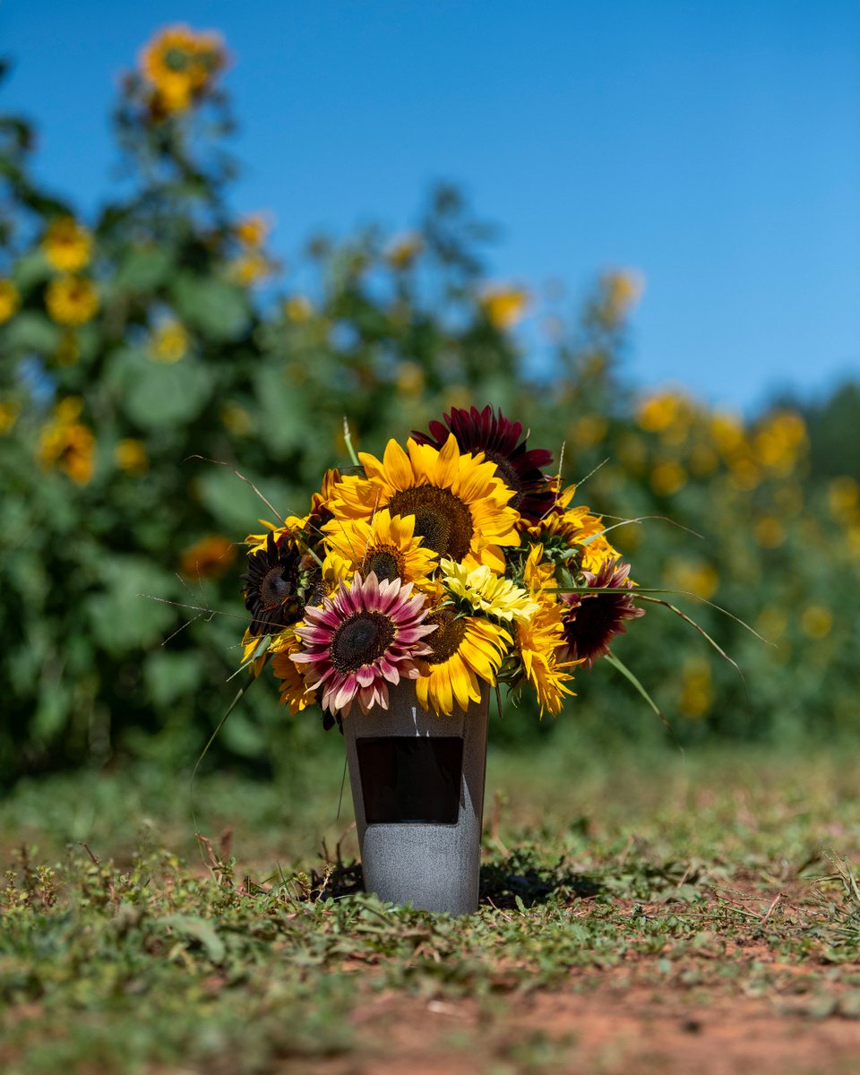 Fall Fun on the Farm begins tomorrow, but our sunflower fields are still in bloom! With your Fall Fun on the Farm ticket, you can enter the sunflower field for just $1 at the gate. Containers for picking must be purchased on-site.

visitpattersonfarm.com/plan-your-visi…