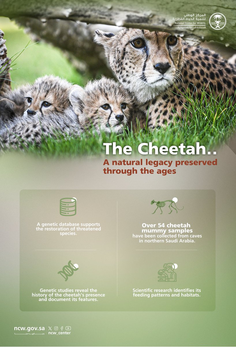 Rare cheetah samples from northern Saudi Arabia reveal its historical presence and support scientific efforts for its reintroduction in the Kingdom.

#NurturedByNature