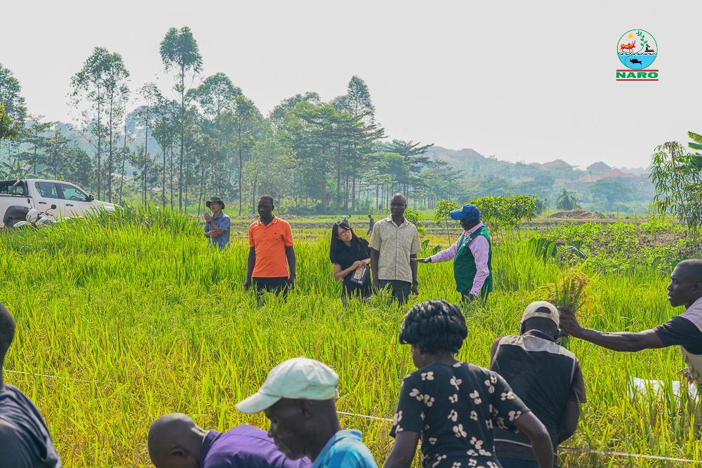 NARO_NaCRRI's tweet photo. Promising strides in rice research!
Today, @NARO_NaCRRI Cereals Program harvested a #new #rice line under trial &amp; early #results look #strong.  

Next up:  testing in 3 more locations to #assess #adaptability &amp; farmer impact. #AgriInnovation #RiceResearch #NAROatWork. https://t.co/TEYYf1GwmT
