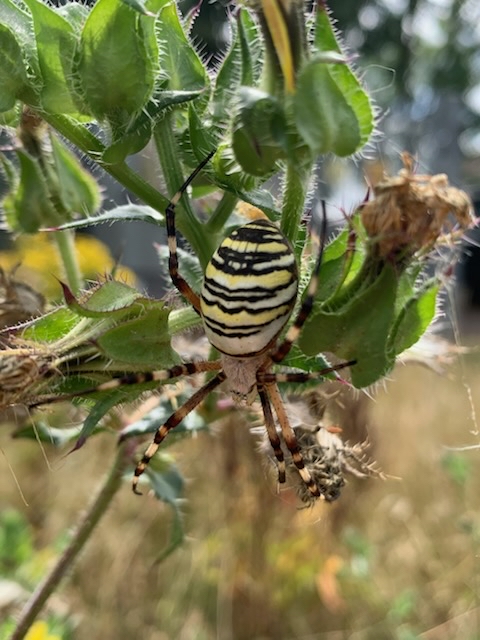Natural England Norfolk and Suffolk (@nenorfolksufflk) on Twitter photo The Wasp spider, Argiope bruennichi is normally found in the south of England, but is slowly spreading north. π·οΈ 
The most interesting thing is the strange zigzag shapes that run down the middle of their web, called the 'stabilimentum'.   
#spiders #waspspider #insects #bugs The Wasp spider, Argiope bruennichi is normally found in the south of England, but is slowly spreading north. π·οΈ 
The most interesting thing is the strange zigzag shapes that run down the middle of their web, called the 'stabilimentum'.   
#spiders #waspspider #insects #bugs