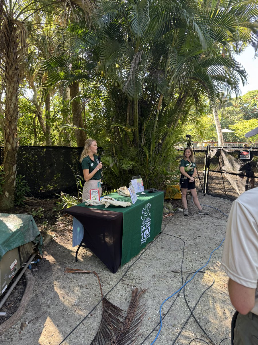 Alligator 🐊 ZooCon is live right now on education channel. Join our Kindergartners learning about the alligators at <a href="/NaplesZoo/">Naples Zoo</a>