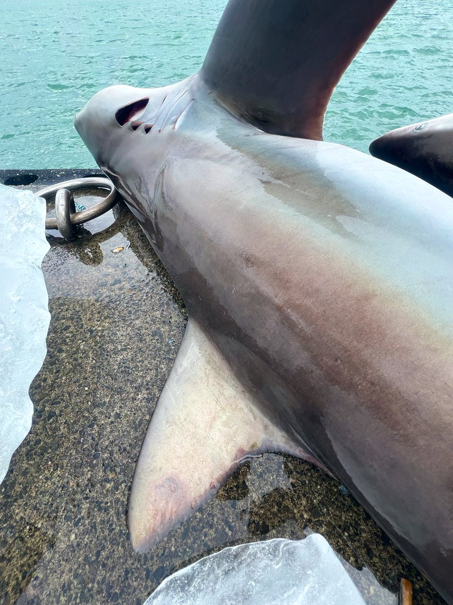 ドタブカ
何色って表現出来ないけどとにかく美しい🦈✨
この美しさを見る為には現場に行くしかない