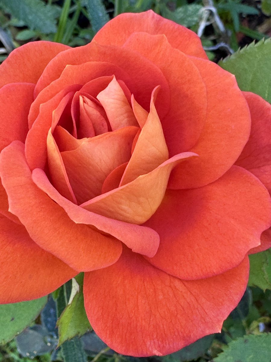 The word stunning is rather over used but this rose really is! 😂🤣👍🌹