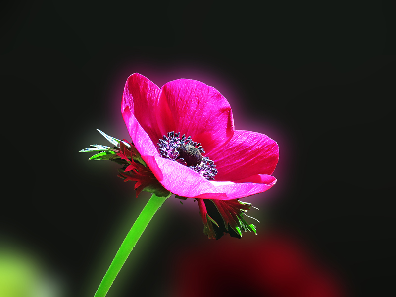 „Es ist sehr gut denkbar daß die Herrlichkeit des Lebens um jeden und immer in ihrer ganzen Fülle bereit liegt... Ruft man sie mit dem richtigen Wort beim richtigen Namen dann kommt sie. Das ist das Wesen der Zauberei die nicht schafft sondern ruft.“ 

Franz Kafka