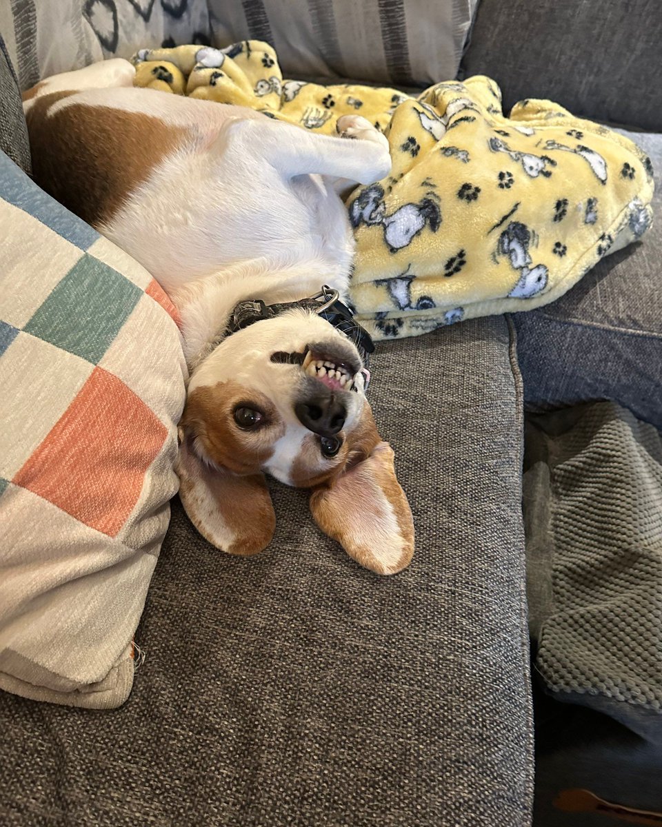 Beagle Facts tweet media