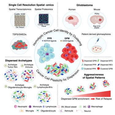 Cancer_Cell's tweet image. Online Now: Restraint of cancer cell plasticity by spatial homotypic clustering dlvr.it/TN9ZQL