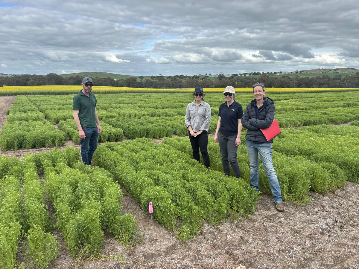 Living_Farm's tweet photo. Checking out this beautiful lentil breeding site with Agvic’s lentil enthusiasts Audrey, Jasmine and Ash. Curious to know about herbicide options, we have implemented our own herbicide tolerance trial at this site, great info coming from here and applicable to growers! https://t.co/bW4A0dmUCy