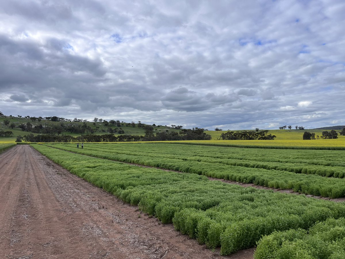 Checking out this beautiful lentil breeding site with Agvic’s lentil enthusiasts Audrey, Jasmine and Ash. Curious to know about herbicide options, we have implemented our own herbicide tolerance trial at this site, great info coming from here and applicable to growers!
