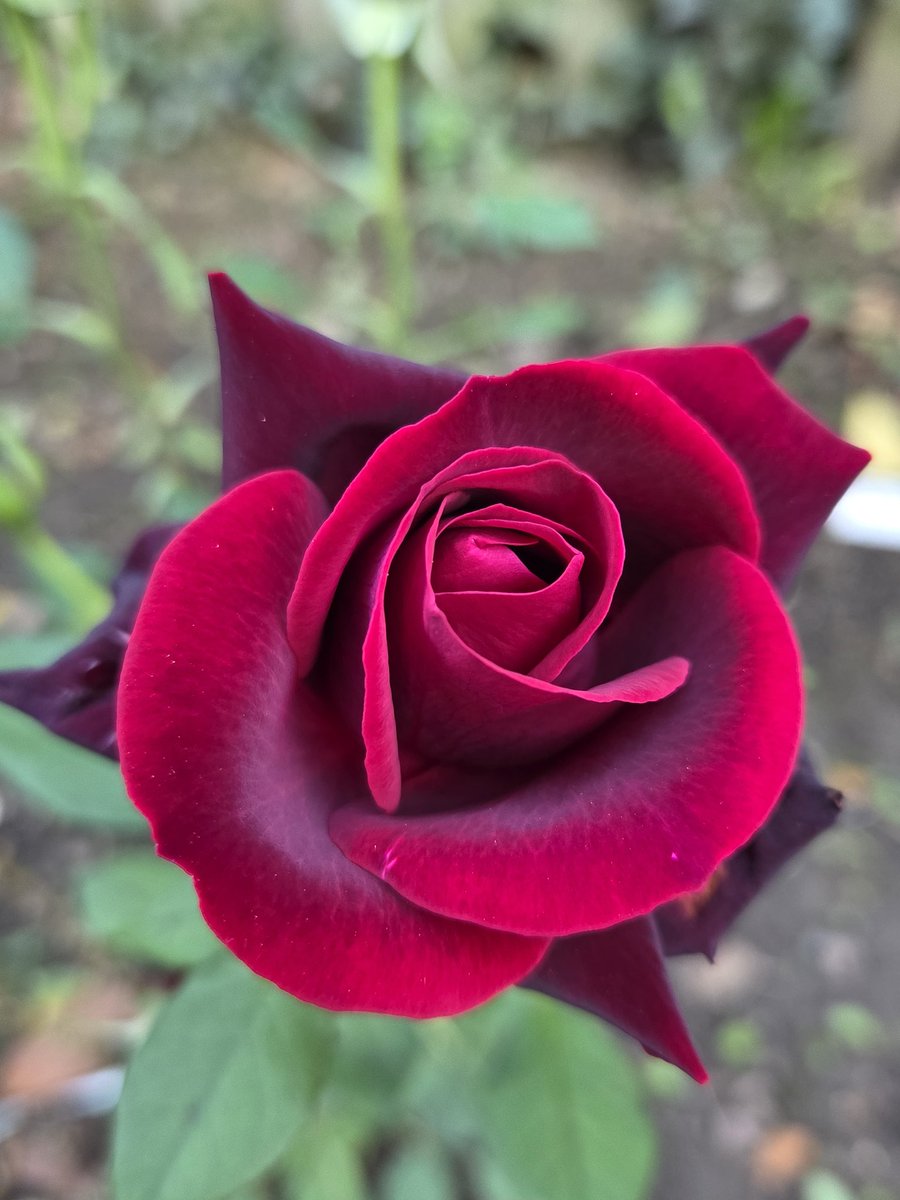 This rose is just beautiful