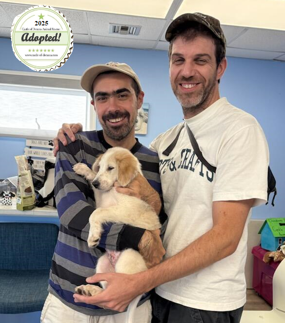 codarnj's tweet image. From your friends at Castle of Dreams New Jersey.

We would like to celebrate the recent adoption of one of our pups, Apple Pie, who was recently taken in by a loving family. We hope he has a safe, and wonderful life in his new home. This is what we do.

#codarnj #adoptdontshop