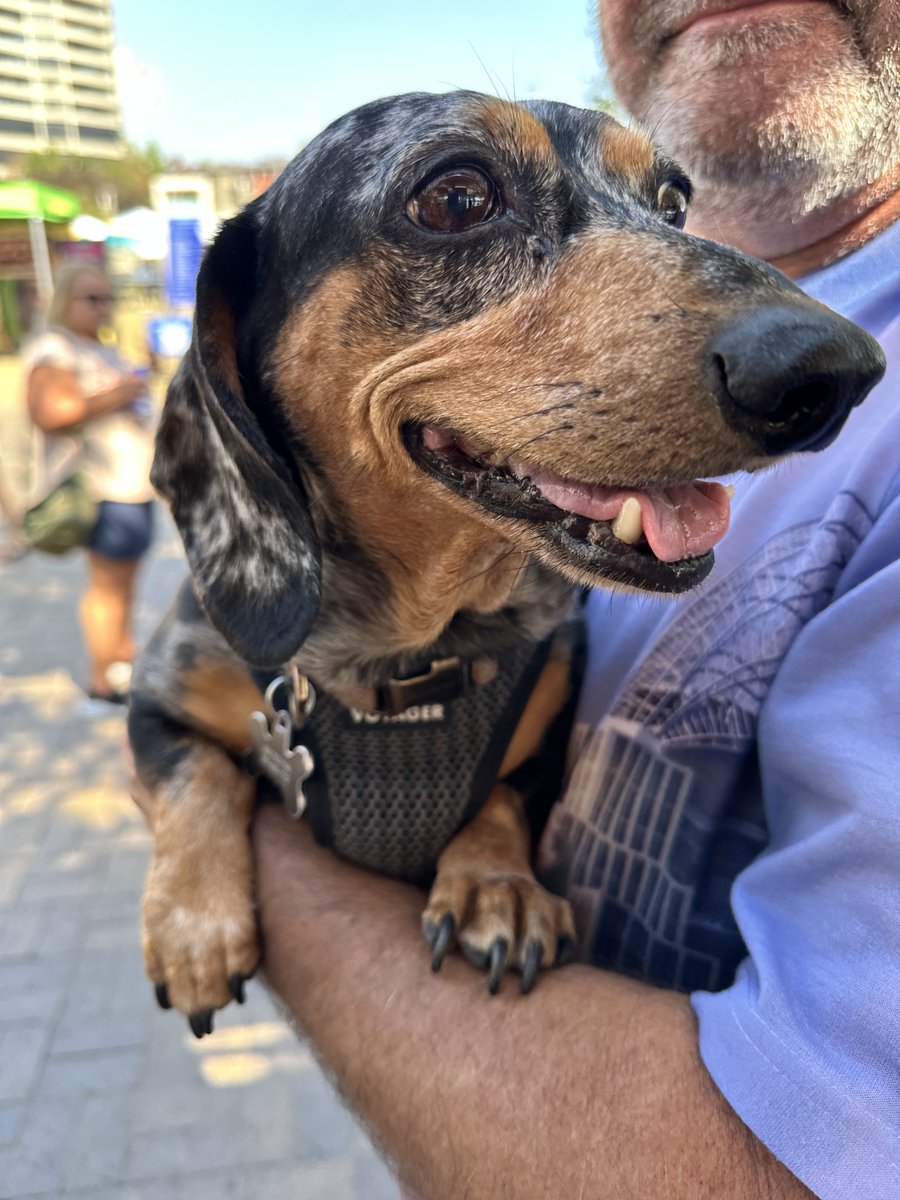 The 2017 Oktoberfest weiner dog champion stopped by and paid a visit today... Respect.