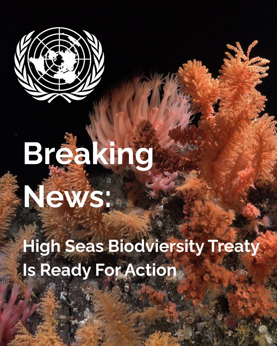 🚨With the 60th UN State ratification in place, the long-awaited High Seas Treaty to conserve Biodiversity in Areas Beyond National Jurisdiction is ready for action! 

The BBNJ Agreement will enter into force in 120 days, providing an unprecedented opportunity to safeguard our