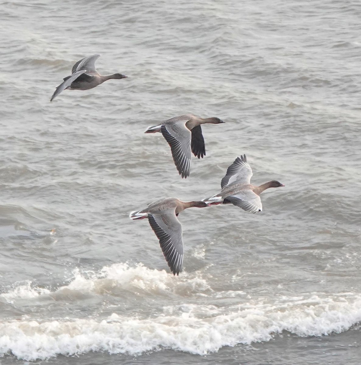 Plenty of Pinkfeet on the move through #Scarborough today.
#longnab 
<a href="/nybirdnews/">NorthYorksBirdNews</a>