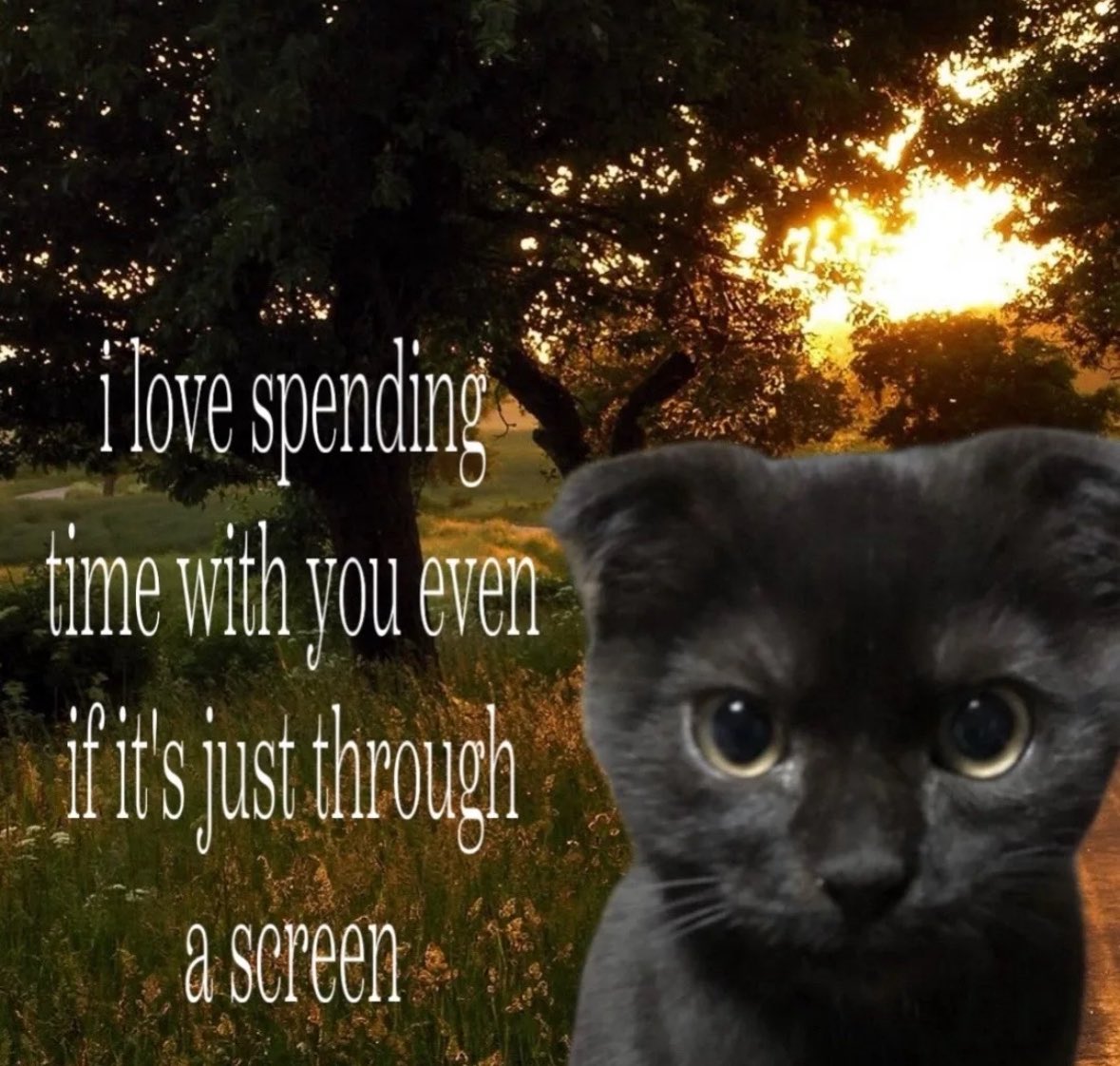 More Cats (@evenmorecats) on Twitter photo 