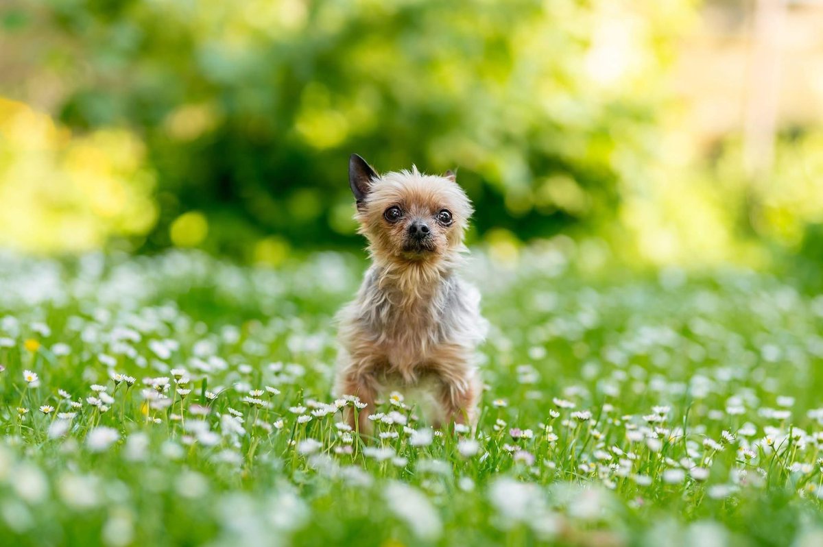 Maličká Elinka se k nám dostala po úmrtí své majitelky. 
Trošku jsme se obávali, že zájemců o 14ti letou Eli moc nebude. Každý pejsek si zaslouží milující náruč a Elinka ji našla🥰
mnoho krásných a spokojených let v nové rodině💗

#nekupujadopruj #peszutulku #druhasance #domov