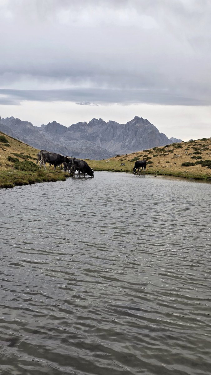 Ahora entiendo que las Tudanca estén tan fuertes, beben agua a más de 1.700m 😂