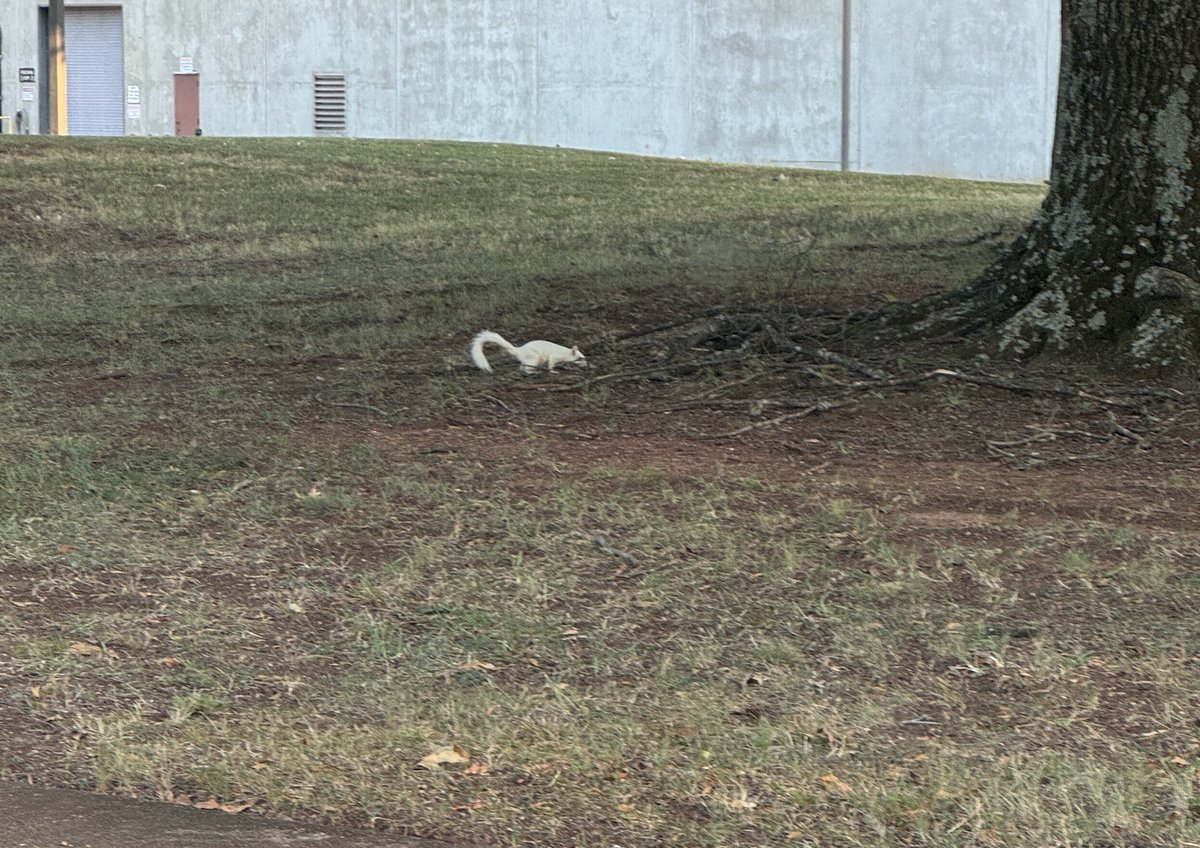 This squirrel I saw yesterday feels like an omen of some sort, of what I do not know