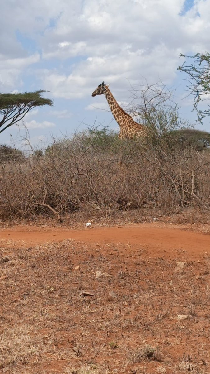 Kenya's really magical.