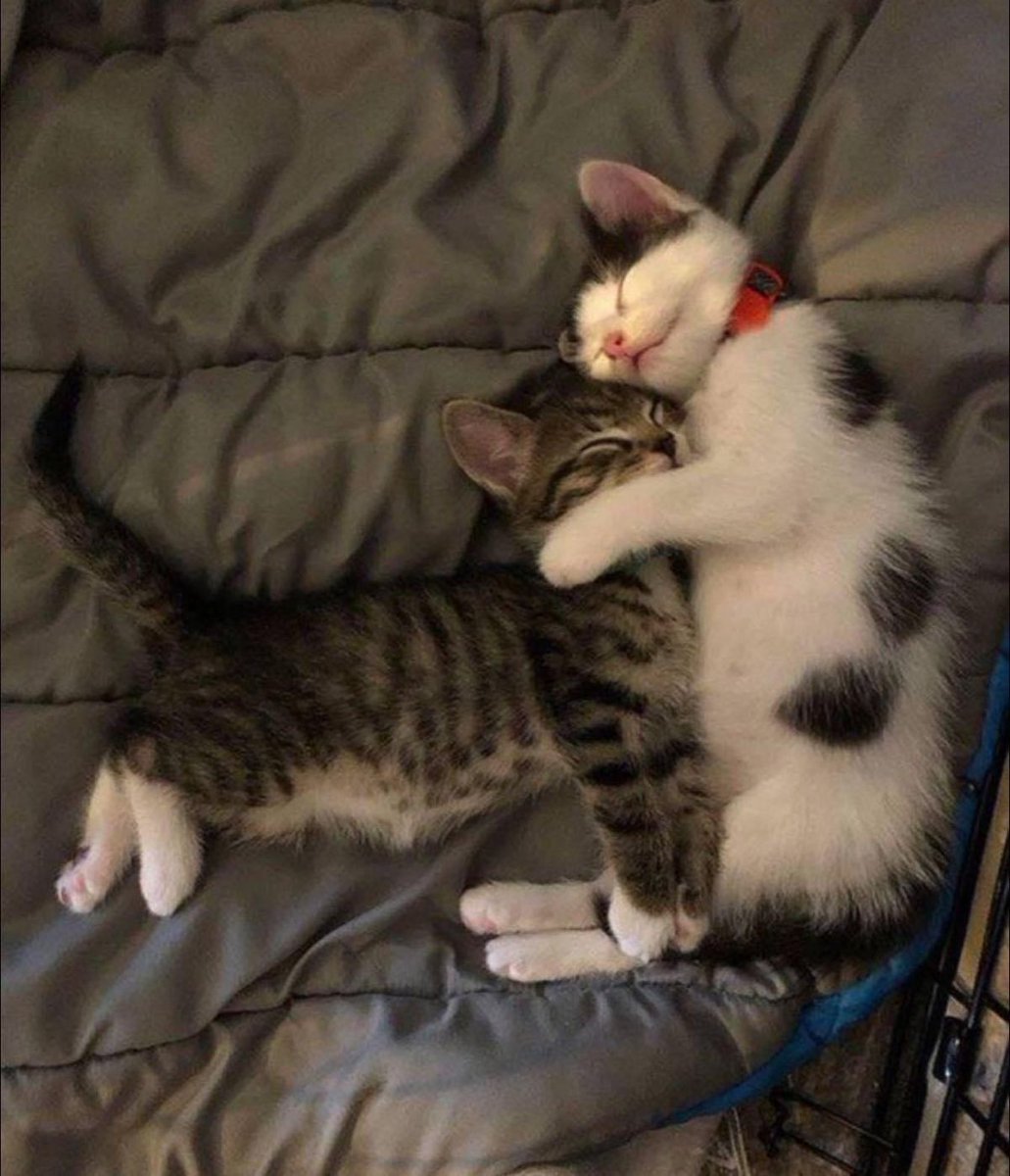 cats.jpg (@catsdotjpg) on Twitter photo 