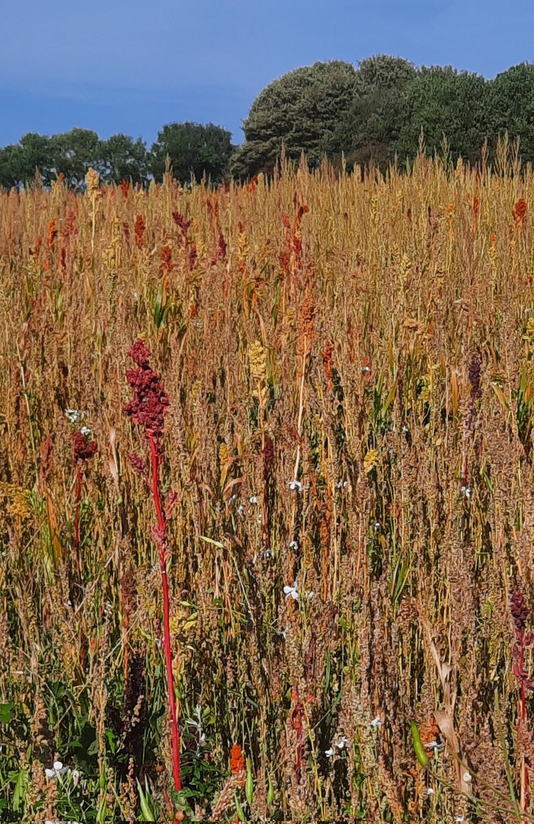 mycathardy's tweet image. I think this is a crop of quinoa in North West Norfolk. The photo doesn't do it justice - the colours were amazing! #quinoa #farming #Norfolk