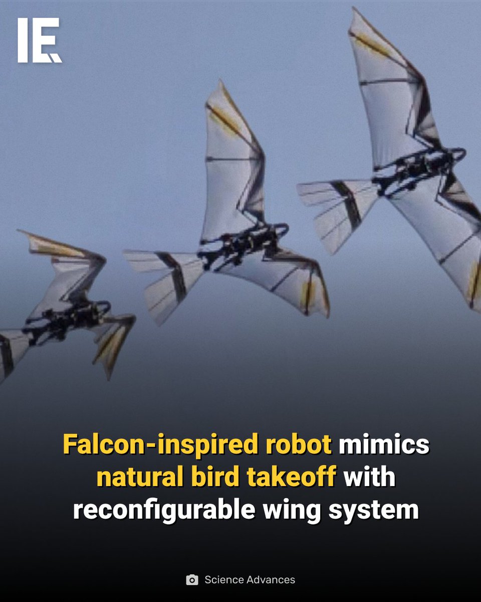Meet RoboFalcon2.0: a bird-like robot that flaps, sweeps, and folds its wings to take off like a falcon. bit.ly/3IrgsZi