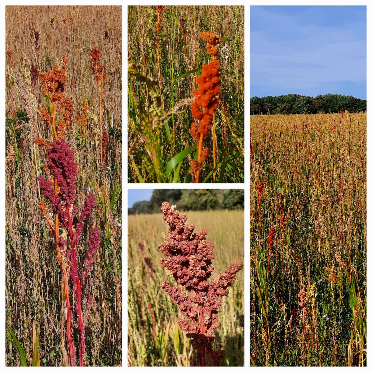 mycathardy's tweet image. A crop of quinoa in North West Norfolk. I haven't seen this before and it's a thing of beauty! #quinoa #farming #Norfolk