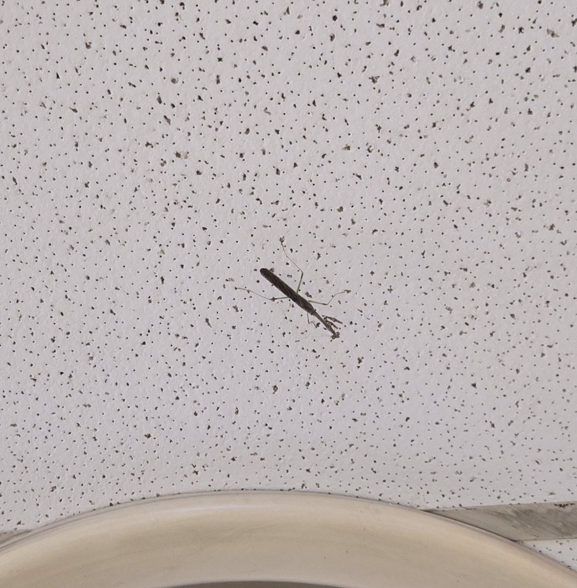 Jaime Higgins 🐙 🔜🛫 #ISTELive #EduGuardian tweet media