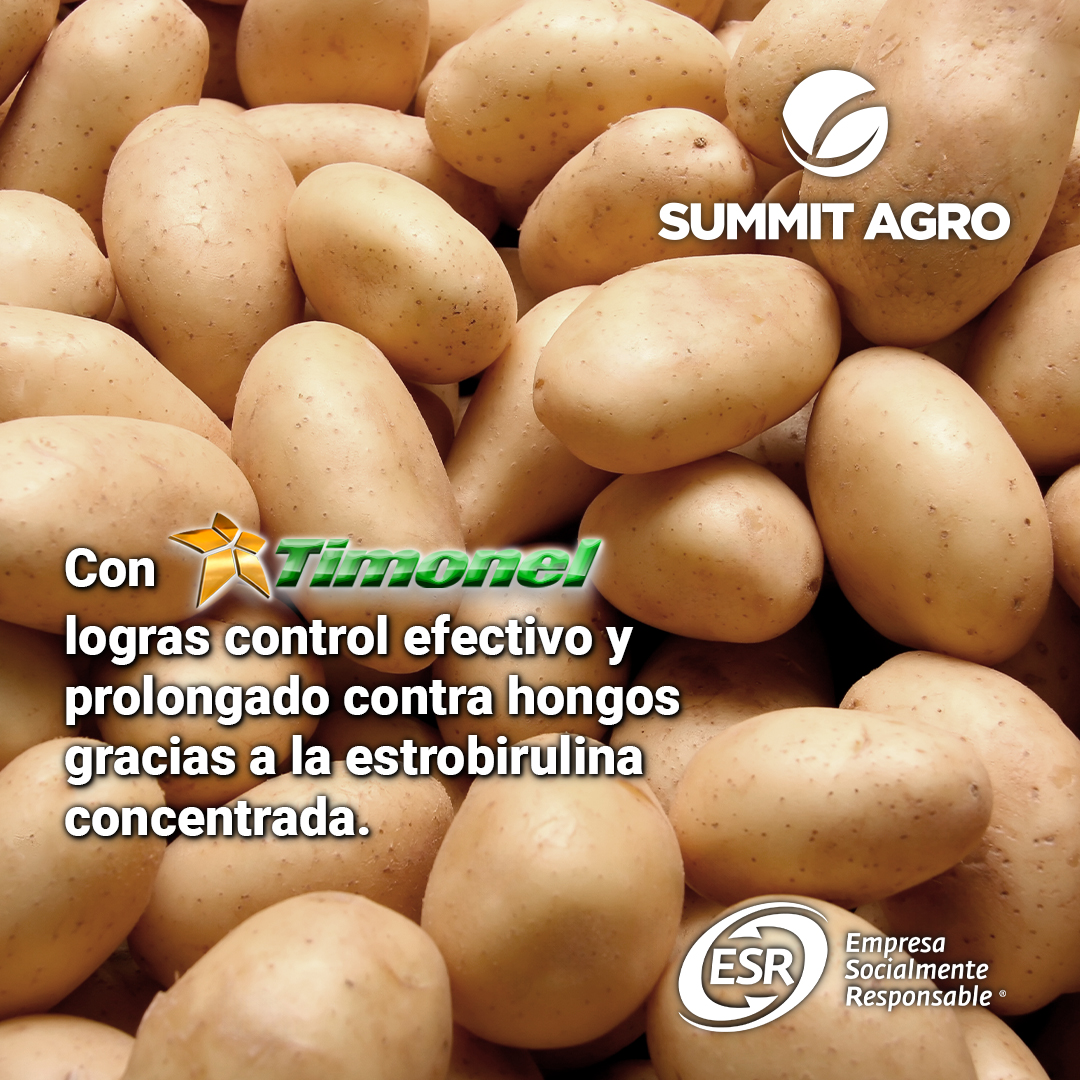 SummitAgroMx's tweet photo. ¡Protección total desde la raíz para tu cultivo de papa! Pon a prueba nuestras soluciones. 🥔

#cultivo #campomexicano #solucionesagricolas #tecnologiaagricola https://t.co/5pQa8tsKXZ