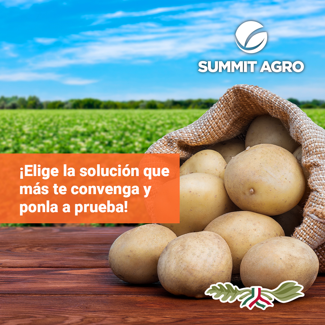 ¡Protección total desde la raíz para tu cultivo de papa! Pon a prueba nuestras soluciones. 🥔

#cultivo #campomexicano #solucionesagricolas #tecnologiaagricola