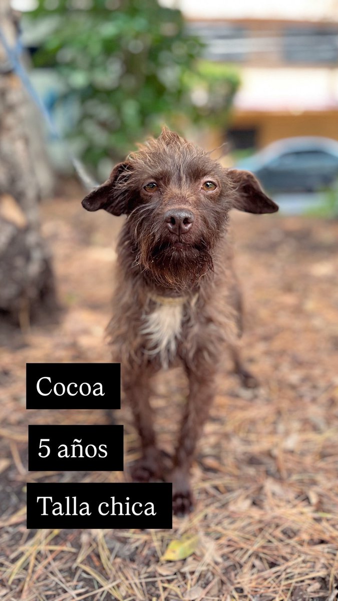 Les contamos que Cocoa tuvo que regresar con nosotros desde el día lunes.

Lamentablemente ella y la otra perrita de la casa no se llevaron bien y para evitar que se lastimaran mejor se regresó a pensión.

Cocoa fue operada hace una semana de una hernia que tenía y además se