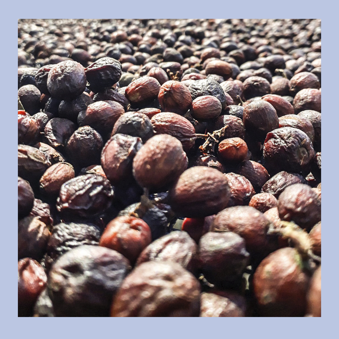 CarvetiiCoffee's tweet image. NEW Espresso! We’ve updated our Lakes Espresso. Expect flavours of chocolate, dried fruit and nut in a classic roast style.

get it here:
carvetiicoffee.co.uk/products/lakes…

#coffee #coffeebreak #coffeeroaster #coffeelover #coffeetime #espresso #espressocoffee #espressoblend #espressobeans