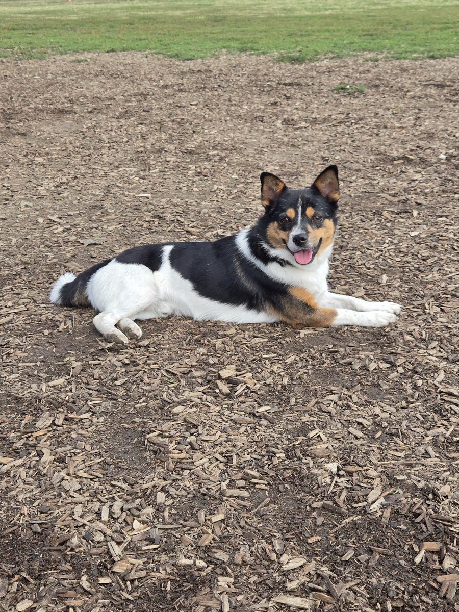 Sorry I haven't been really active here lmao we recently adopted a doggo and he's been taking lots of our attention