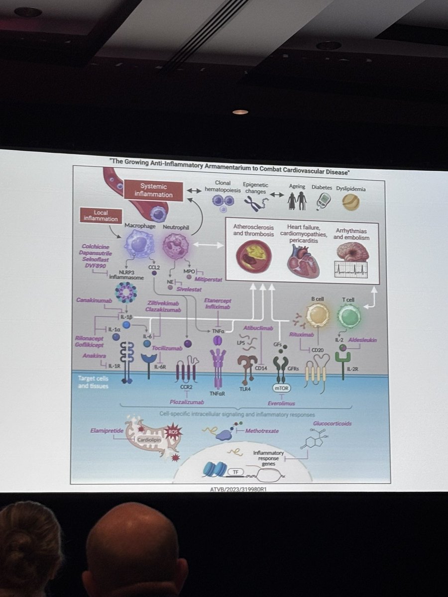DrLouMDPhD's tweet image. Serious scientific granularity on display this AM at #SVM #VSS2025 -  from #ANGPTL3 inhibition to #walkability in vascular disease… @SVM_tweets