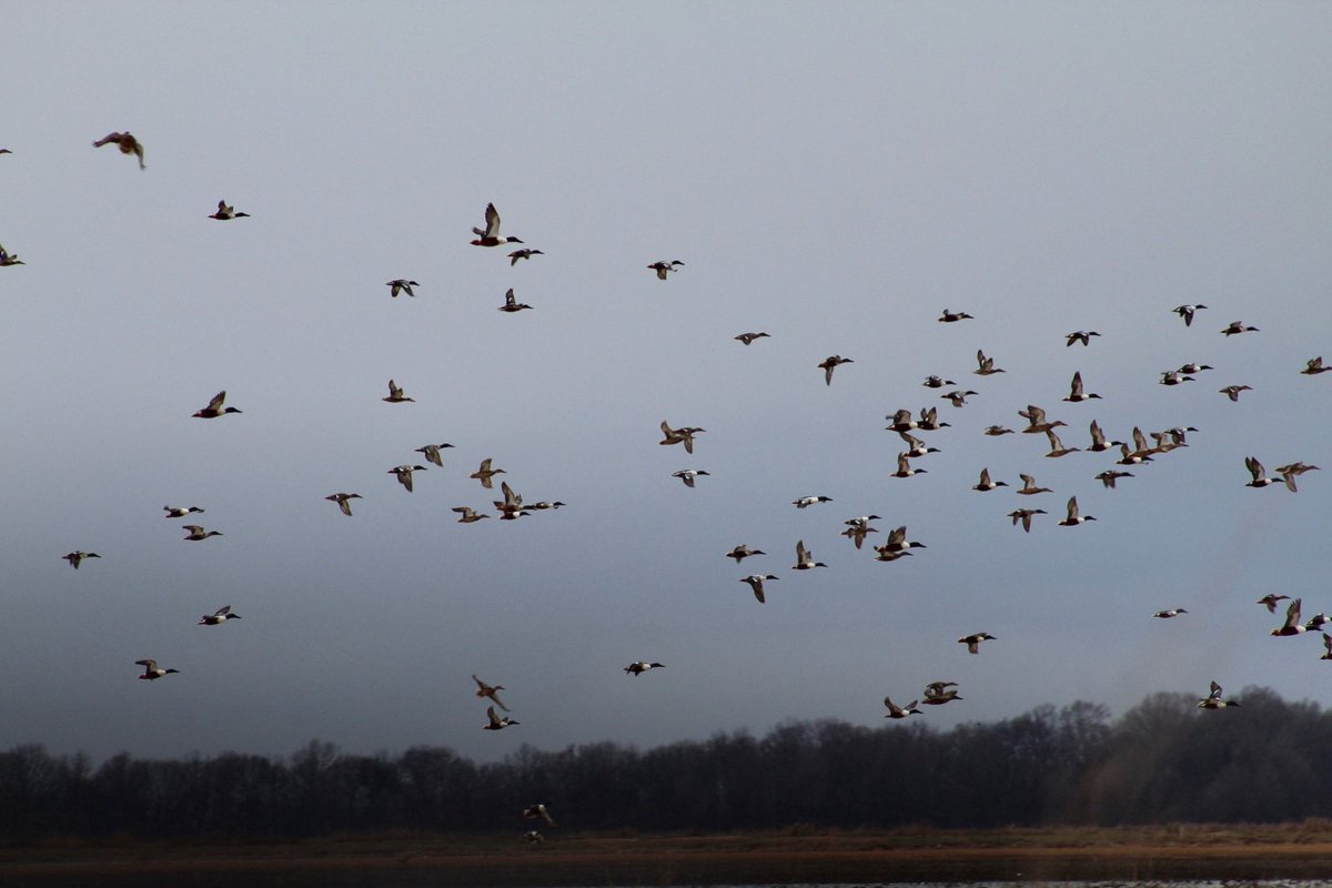 November can't come soon enough! Early Teal season has us craving those cold fronts!