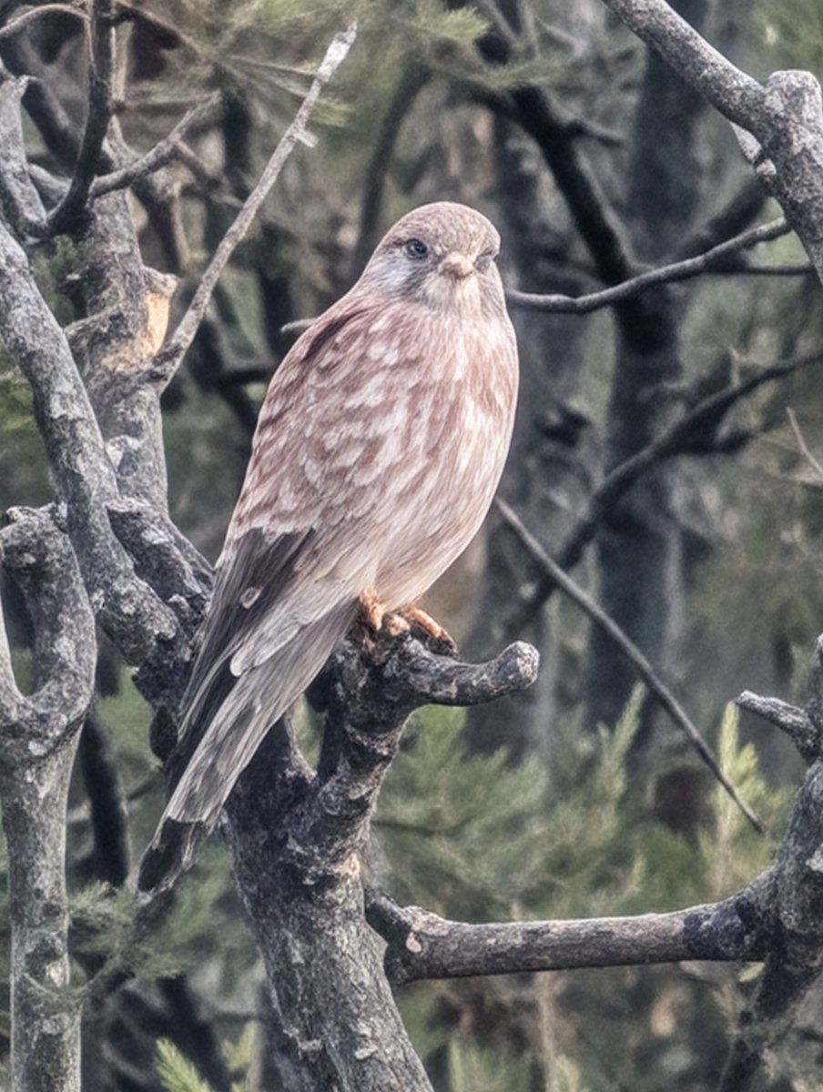 Kees Folmer 👇 tweet media