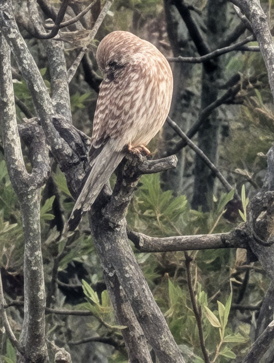 Kees Folmer 👇 tweet media