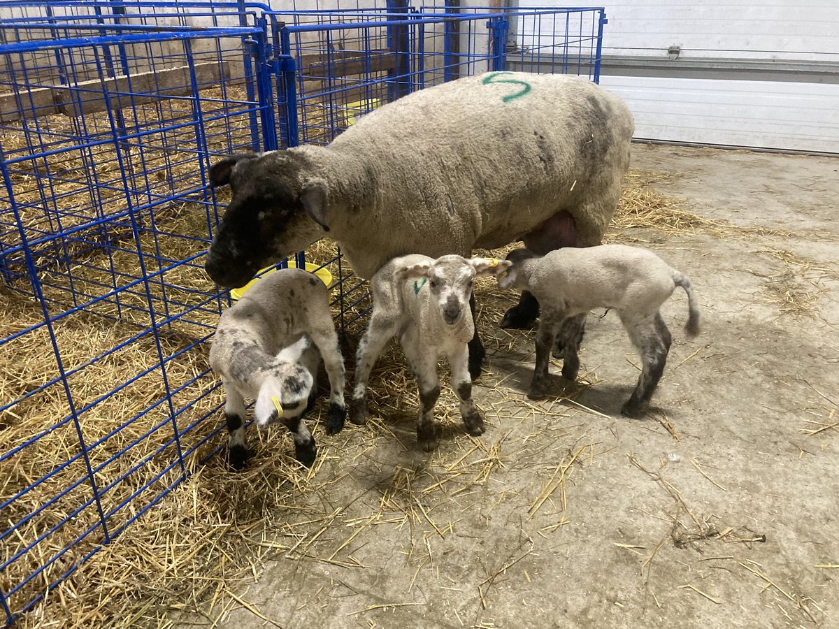 This old black faced ewe just keeps cranking out big strong lambs.
