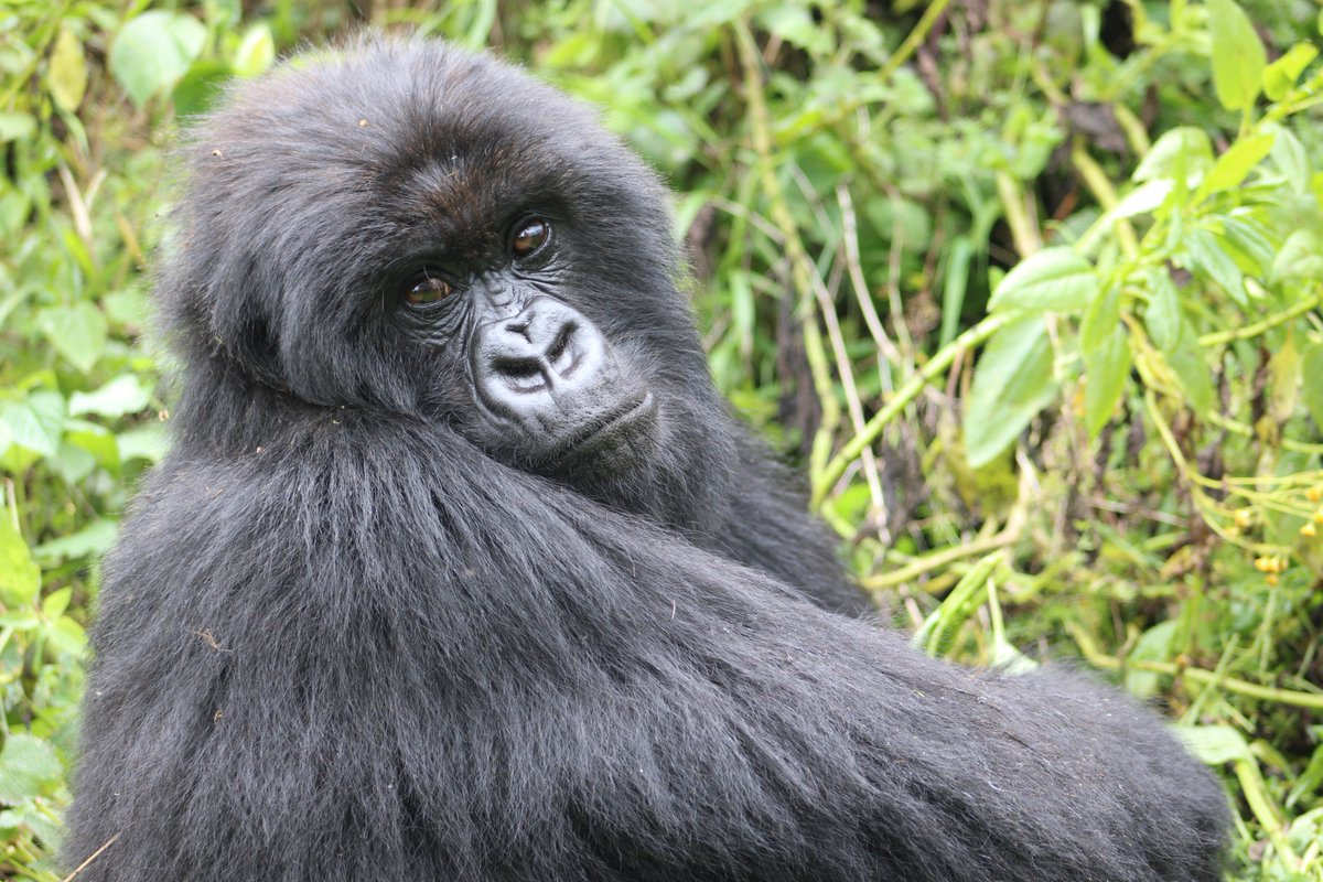 SavingGorillas: It's a special day! 🥳 

Ubuhamya, who lives in the Segasira group, turns 16 today.
Happy birthday, Ubuhamya! 💛 

📸 Dominic Mayo