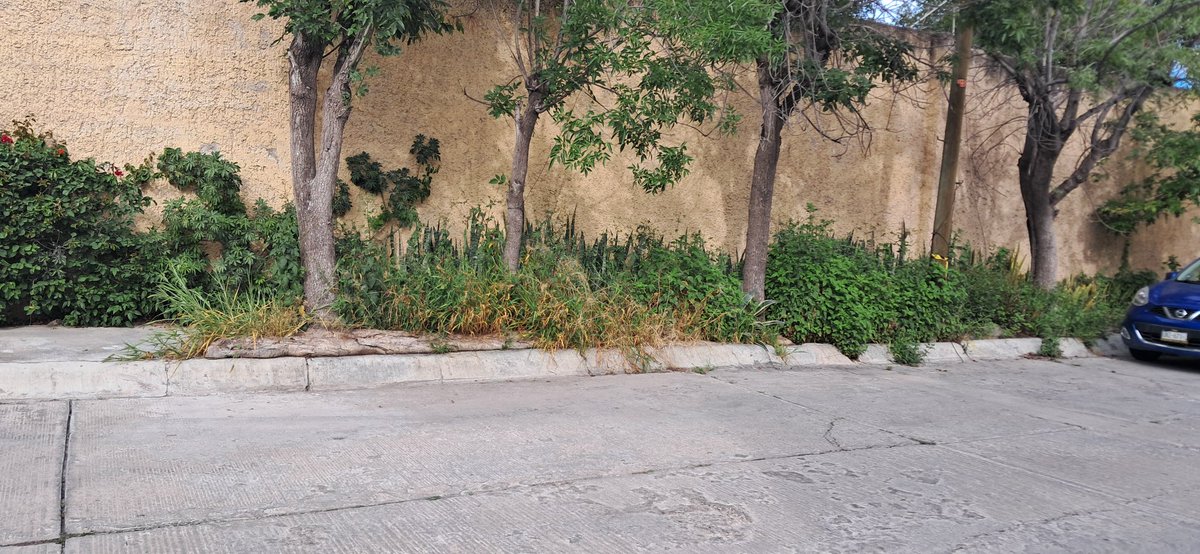 monica_libre's tweet photo. @JCValladaresMx ¿Podría hacer una iniciativa de ley que promueva que los dueños de GRANDES PRIVADAS BARRAN sus banquetas,PINTEN sus muros y PODEN árboles y plantas? (NO solo la FACHADA)Piénselo... Gracias!! @senadomexicano  @pulso_mx  Quadratin_SLP @OSWALDORIOSM @MoralesBlakely https://t.co/G8WIXrJaCH